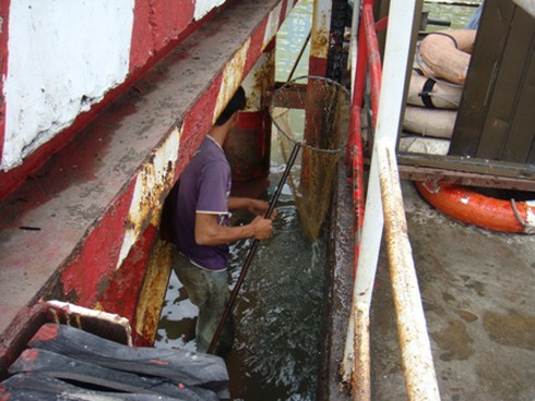 Sinh nhai bằng nghề `săn` cá phóng sinh