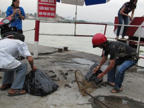 Sinh nhai bằng nghề `săn` cá phóng sinh