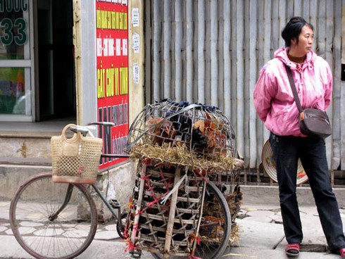 Giáp Tết, gà không rõ nguồn gốc tràn chợ