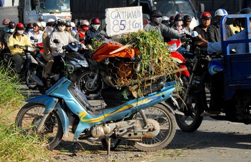 Bùng phát buôn bán gia cầm sống ven đường