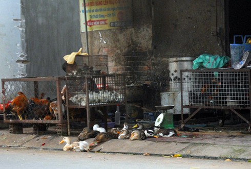 Bùng phát buôn bán gia cầm sống ven đường