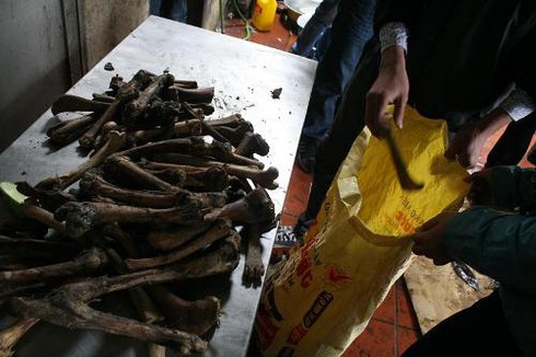 Hà Nội: Bắt quả tang một nhà hàng nấu cao hổ cốt