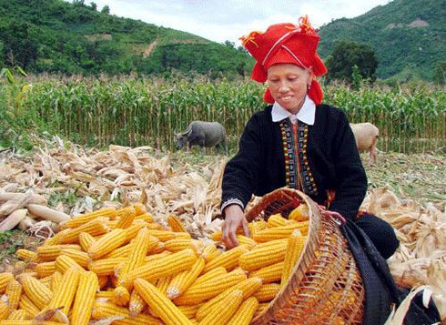 Năm 2012: Thu nhập bình quân hộ nghèo tăng 1,6 lần