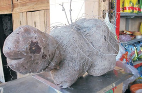 An Giang: Phát hiện củ khoai khổng lồ hình cụ rùa