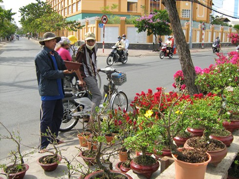 TP.HCM: Khởi động chợ hoa Tết Cầu Hàn