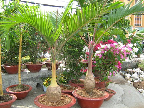 TP.HCM: Khởi động chợ hoa Tết Cầu Hàn