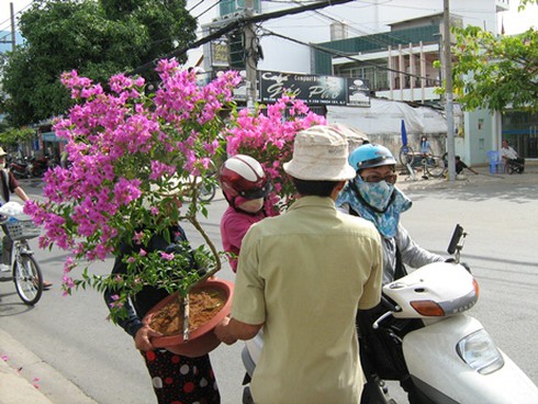 TP.HCM: Khởi động chợ hoa Tết Cầu Hàn