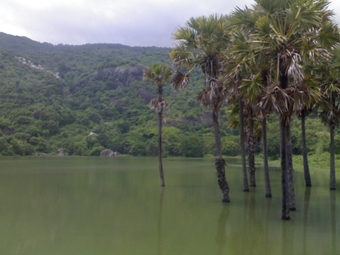 `Đại gia` thị thành săn lan rừng Bảy Núi