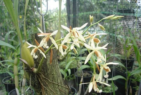 `Đại gia` thị thành săn lan rừng Bảy Núi