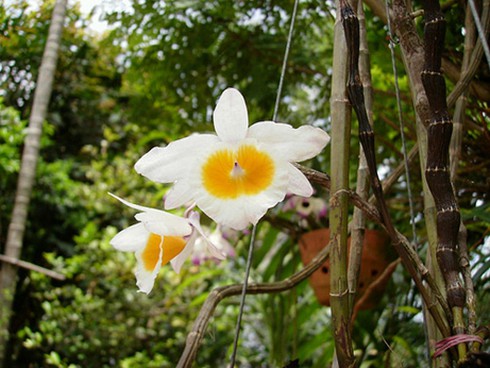 `Đại gia` thị thành săn lan rừng Bảy Núi