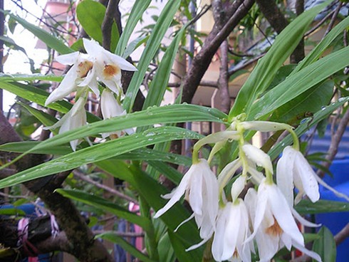 `Đại gia` thị thành săn lan rừng Bảy Núi