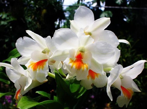 `Đại gia` thị thành săn lan rừng Bảy Núi