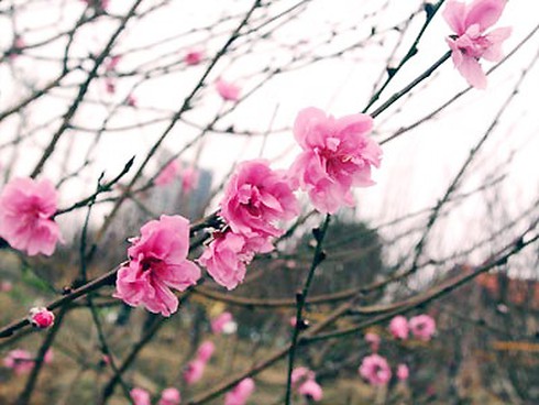 `Nhiều người sợ Tết vì vất vả, tốn kém`