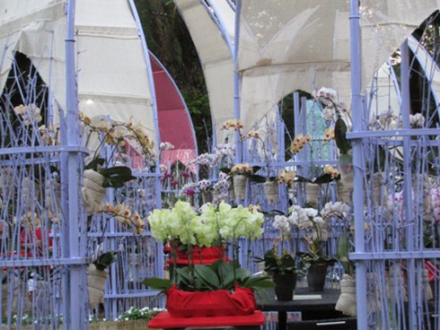 Hội hoa xuân Nhâm Thìn: Trăm hoa đua sắc!