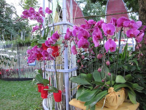 Hội hoa xuân Nhâm Thìn: Trăm hoa đua sắc!