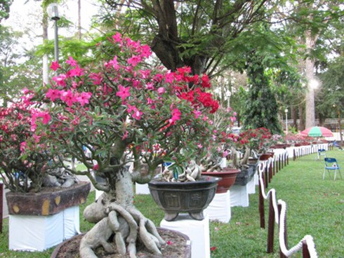 Hội hoa xuân Nhâm Thìn: Trăm hoa đua sắc!