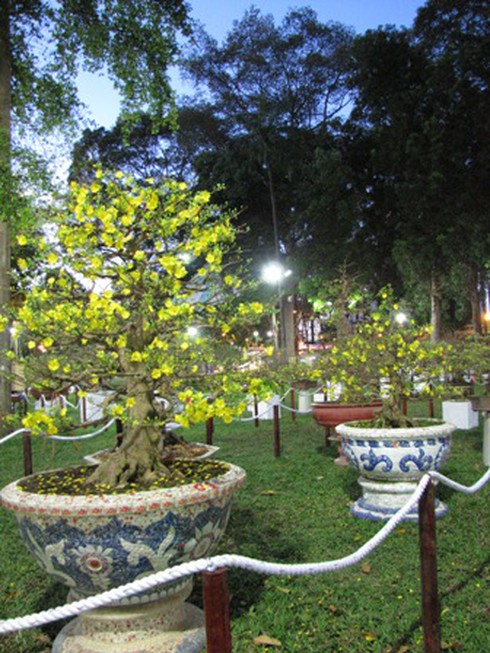 Hội hoa xuân Nhâm Thìn: Trăm hoa đua sắc!