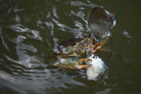 Câu cua biển, thú vui thời thượng!