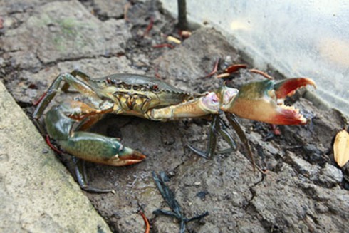 Câu cua biển, thú vui thời thượng!