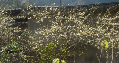 Sa Pa kín khách Tây ngày Tết