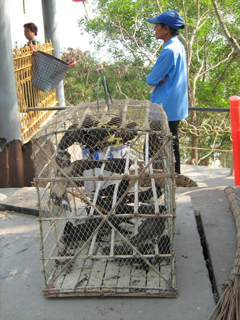 Hành hương Núi Sam: “Hương” ít, “hành” nhiều!