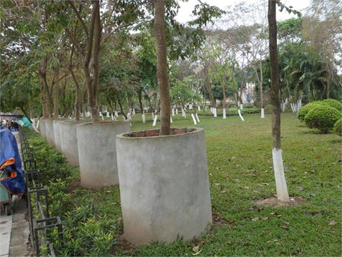 Hà Nam: Xây tường “bảo vệ” cây sưa…vẫn mất