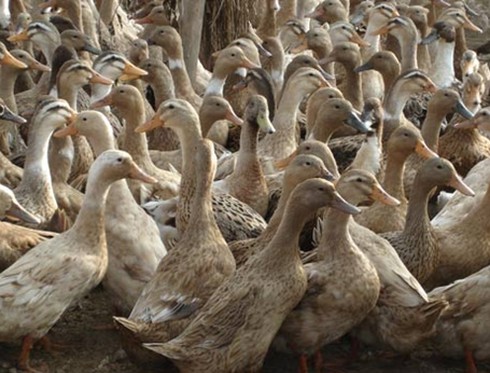 Kiên Giang: Một người tử vong vì nhiễm cúm gà