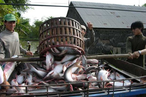 Ngân hàng `bịt cửa` dân nuôi cá tra