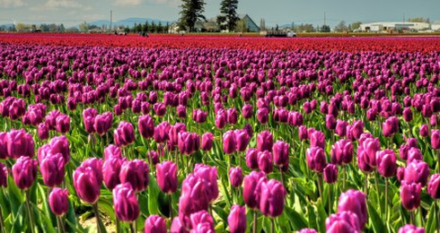 Ngắm sắc hoa rực rỡ trên khắp Canada