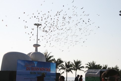 Du xuân trên đinh Sơn Trà