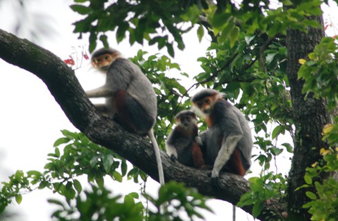 Du xuân trên đinh Sơn Trà