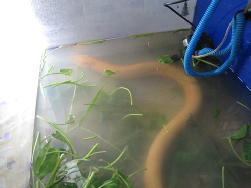 Xôn xao chuyện bắt được “lươn hóa rồng”