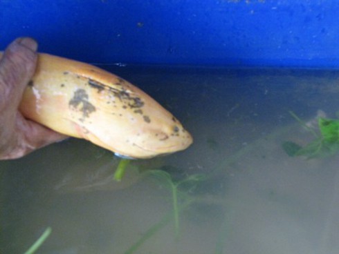 Xôn xao chuyện bắt được “lươn hóa rồng”