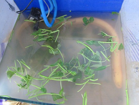 Xôn xao chuyện bắt được “lươn hóa rồng”