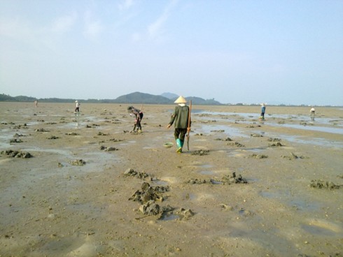 Săn sá sùng ở vùng biển Đông Bắc