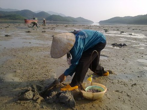 Săn sá sùng ở vùng biển Đông Bắc