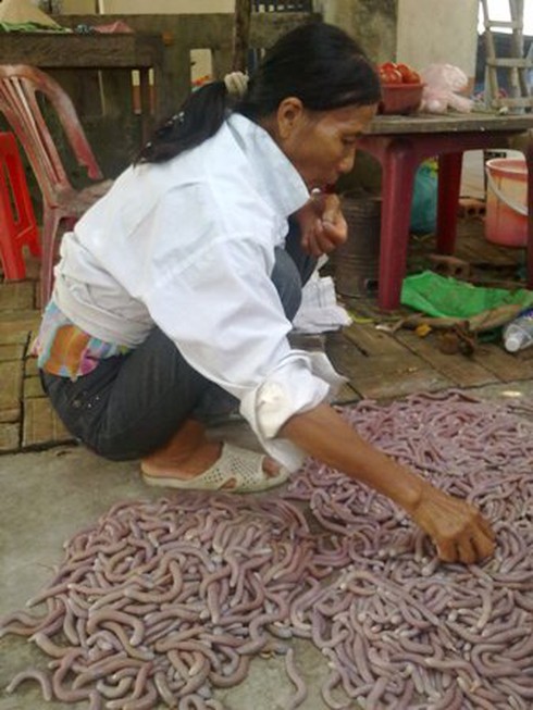 Săn sá sùng ở vùng biển Đông Bắc