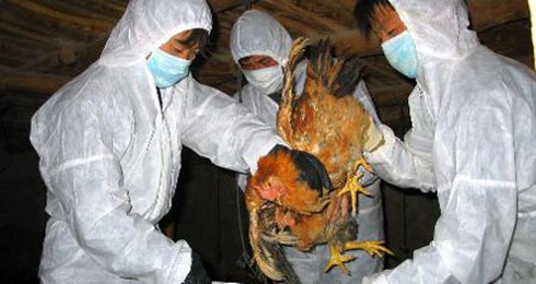 Vẫn có bệnh nhân nhiễm cúm A/H5 do ăn tiết canh vịt