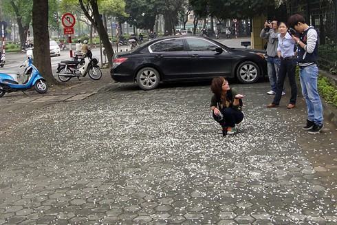 Hà Nội, tháng Ba, mùa hoa Sưa...