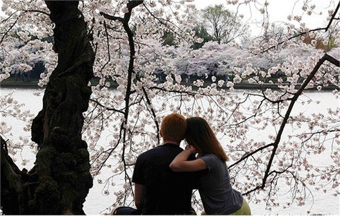Washington D.C huyền ảo trong mùa hoa anh đào