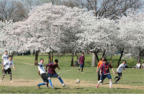 Washington D.C huyền ảo trong mùa hoa anh đào