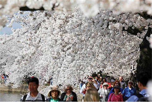 Washington D.C huyền ảo trong mùa hoa anh đào