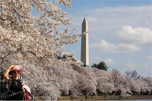 Washington D.C huyền ảo trong mùa hoa anh đào