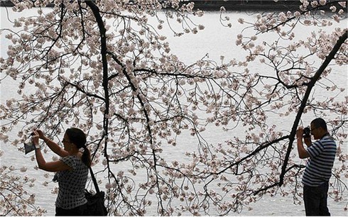 Washington D.C huyền ảo trong mùa hoa anh đào