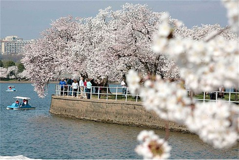 Washington D.C huyền ảo trong mùa hoa anh đào
