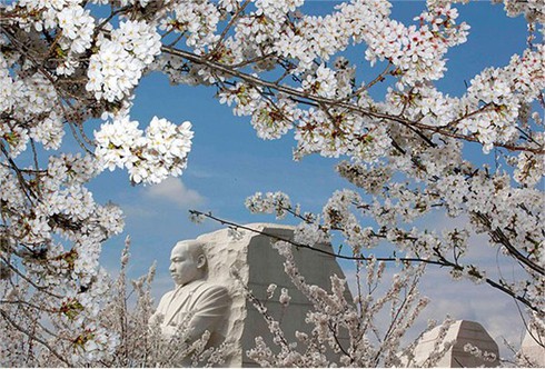 Washington D.C huyền ảo trong mùa hoa anh đào