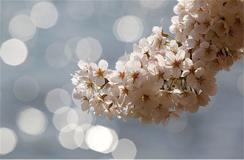 Washington D.C huyền ảo trong mùa hoa anh đào