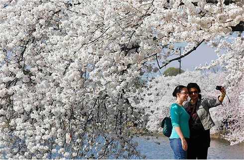 Washington D.C huyền ảo trong mùa hoa anh đào