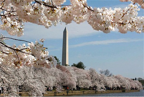Washington D.C huyền ảo trong mùa hoa anh đào