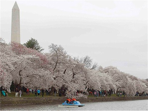 Washington D.C huyền ảo trong mùa hoa anh đào